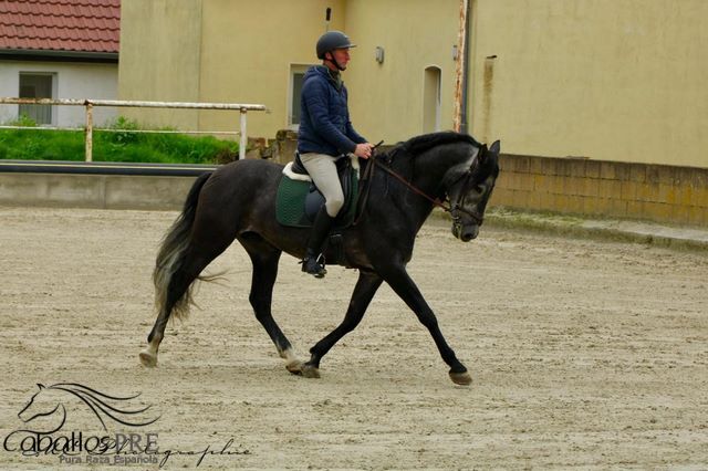 Barocke Schönheit - 1.69 m - Basis geritten - Bewegungsstark, Thomas Adams (Caballos PRE), Horses For Sale, Bell, Image 6