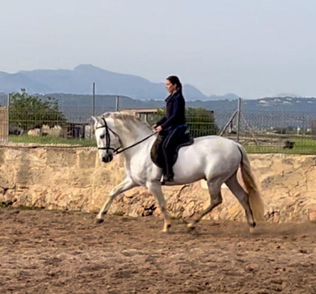 Barocker, braver PRE, Anke, Horses For Sale, Palma de Mallorca , Image 3