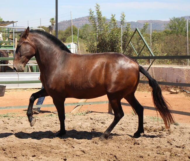 Barocke bildschöne PRE Stute derzeit tragend, ISPA - Iberische Sportpferde Agentur (ISPA - Iberische Sportpferde Agentur), Pferd kaufen, Bedburg, Abbildung 3