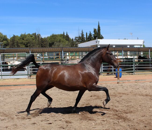 Barocke bildschöne PRE Stute derzeit tragend, ISPA - Iberische Sportpferde Agentur (ISPA - Iberische Sportpferde Agentur), Pferd kaufen, Bedburg, Abbildung 2