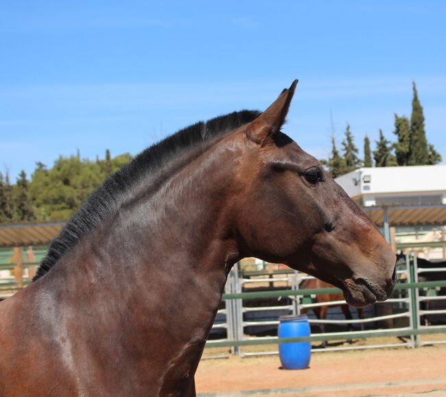Barocke bildschöne PRE Stute derzeit tragend, ISPA - Iberische Sportpferde Agentur (ISPA - Iberische Sportpferde Agentur), Pferd kaufen, Bedburg, Abbildung 5