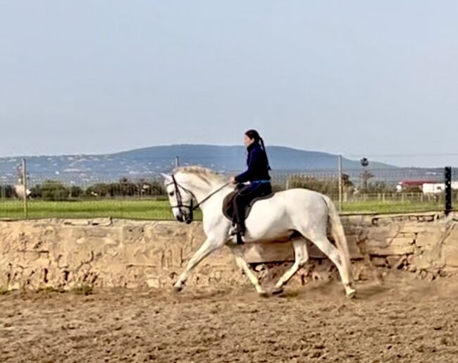 Barocker, braver PRE, Anke, Pferd kaufen, Palma de Mallorca , Abbildung 4