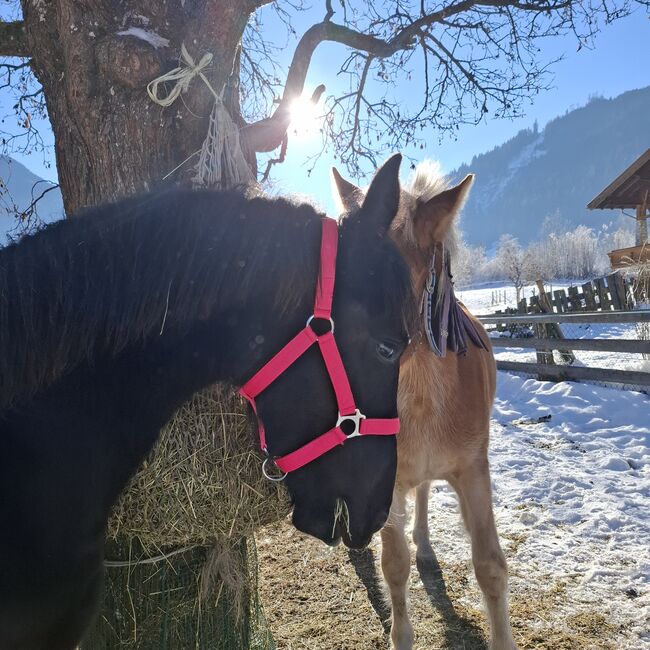 Barockpinto Jährlingsstute, Celina, Pferd kaufen, Dorfgastein, Abbildung 2