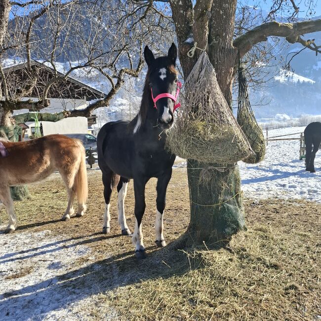 Barockpinto Jährlingsstute, Celina, Pferd kaufen, Dorfgastein