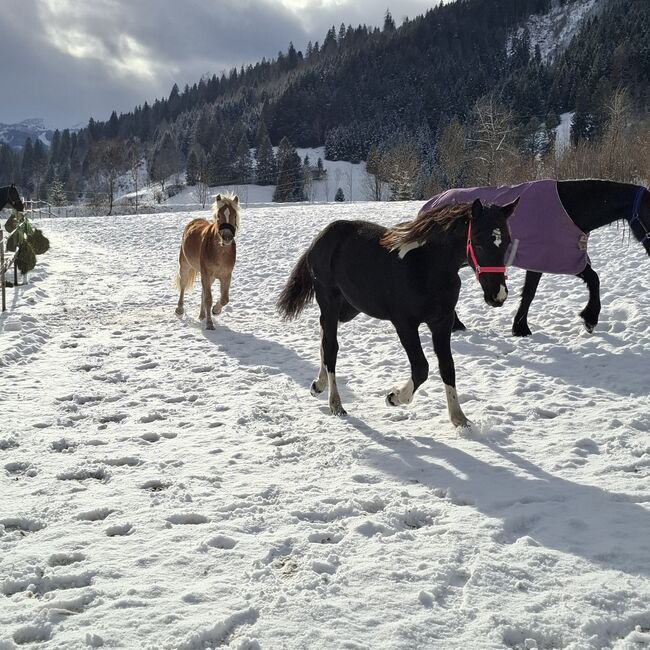 Barockpinto Jährlingsstute, Celina, Pferd kaufen, Dorfgastein, Abbildung 5