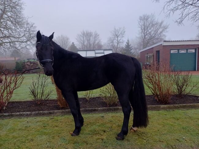 Barockpinto Stute, B.M., Pferd kaufen, Großheide