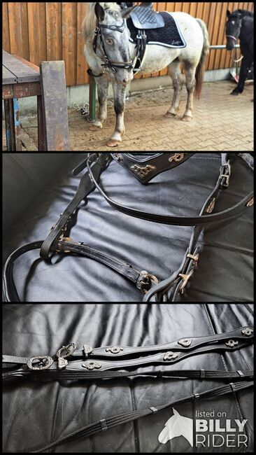 Barock Trense Tyson Breeches Jose, Tyson Breeches  Jose, Sonja, Bridles & Headstalls, Altena, Westfalen, Image 4