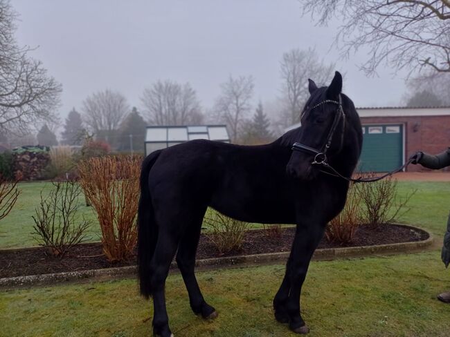 Barockpinto Stute, B.M., Horses For Sale, Großheide, Image 2