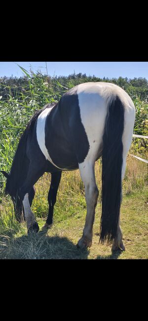 Barockpinto  Stute, Weber, Horses For Sale, Lachendorf , Image 9