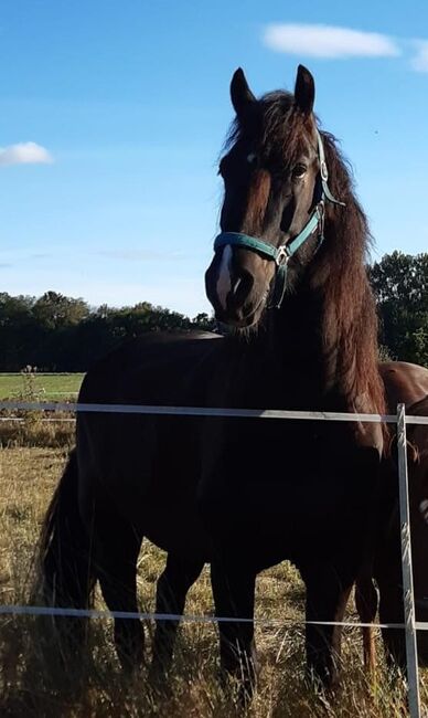 Barockpinto, Wallach, 9 Jahre, 169 cm, mit Papiere, Ute Meyer, Horses For Sale, Winkelhaid, Image 3