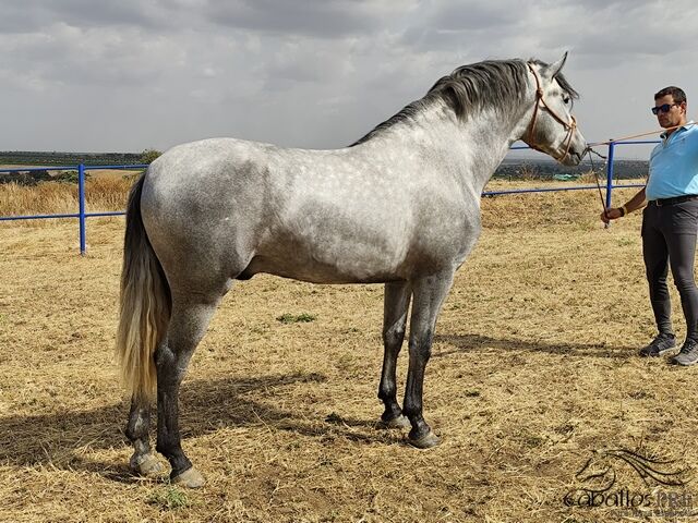 Barocker Cartujano Hengst - ca 1.58 m - 3 jährig, Thomas Adams (Caballos PRE), Horses For Sale, Bell, Image 2