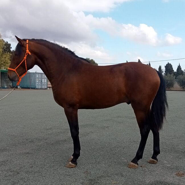 Barocker junger PRE, Traumpferd PRE  (Traumpferd PRE ), Horses For Sale, Friesenhagen 