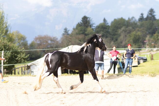 Barockpinto Hengst, Carolin Stiegler , Horses For Sale, Gmünd , Image 2