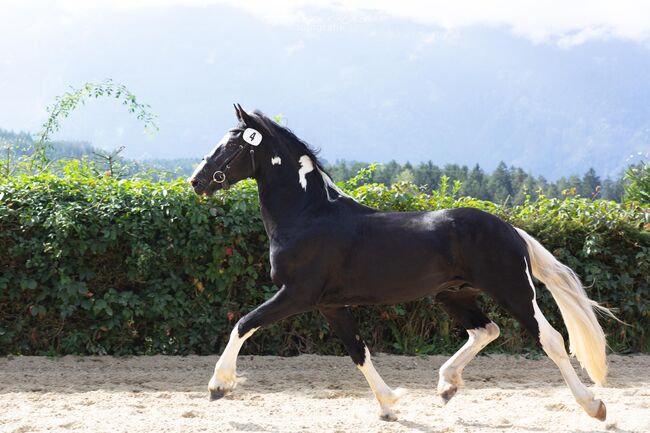 Barockpinto Hengst, Carolin Stiegler , Horses For Sale, Gmünd 