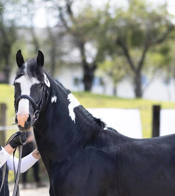 Barockpinto Hengst, Carolin Stiegler , Horses For Sale, Gmünd , Image 3