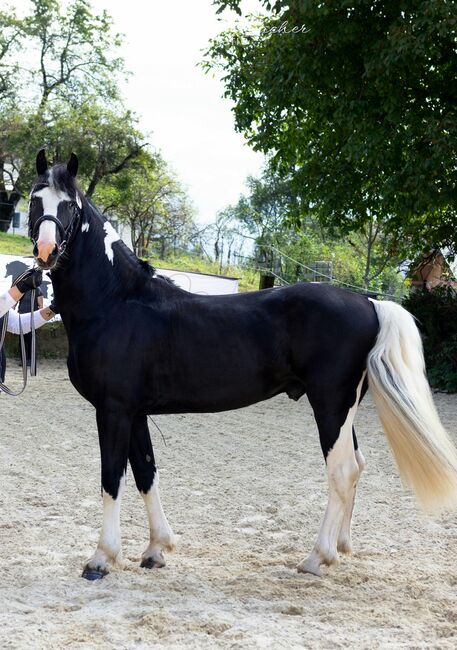 Barockpinto Hengst, Carolin Stiegler , Horses For Sale, Gmünd , Image 4