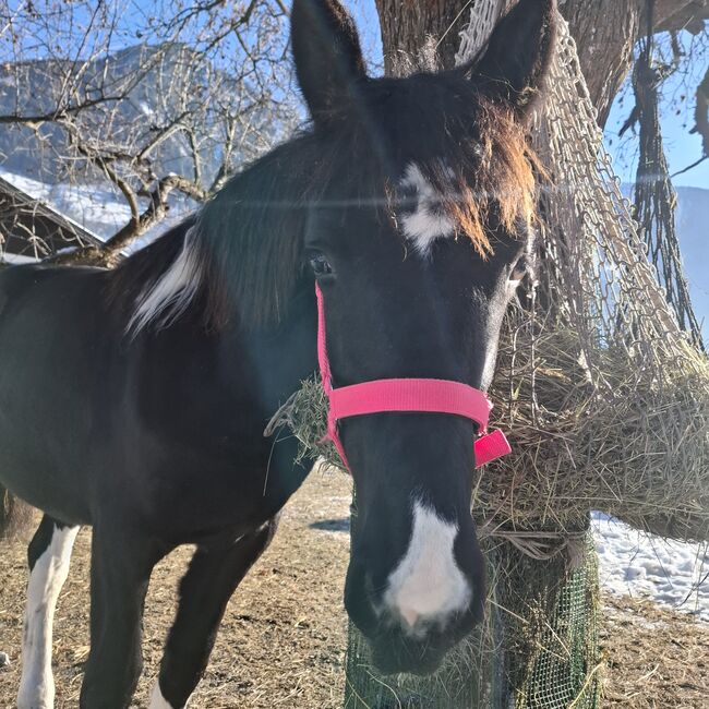 Barockpinto Jährlingsstute, Celina, Horses For Sale, Dorfgastein, Image 4