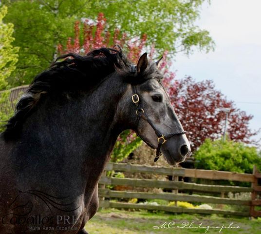 Barocke Schönheit - 1.69 m - Basis geritten - Bewegungsstark, Thomas Adams (Caballos PRE), Horses For Sale, Bell, Image 8
