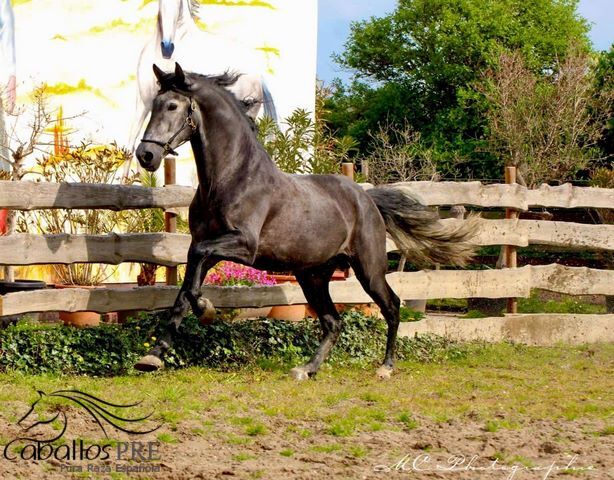 Barocke Schönheit - 1.69 m - Basis geritten - Bewegungsstark, Thomas Adams (Caballos PRE), Horses For Sale, Bell, Image 10