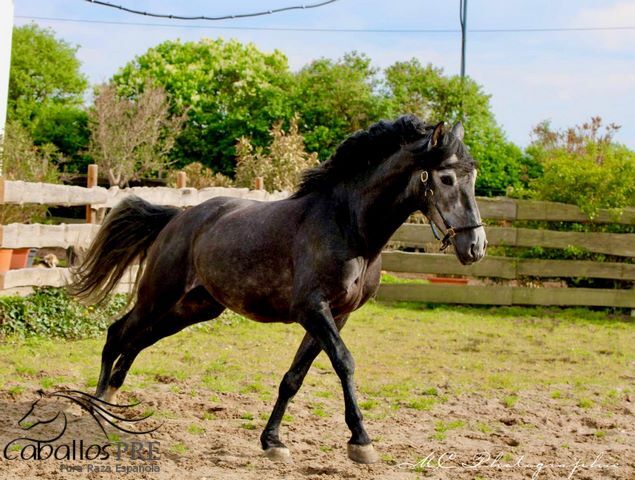 Barocke Schönheit - 1.69 m - Basis geritten - Bewegungsstark, Thomas Adams (Caballos PRE), Horses For Sale, Bell, Image 3
