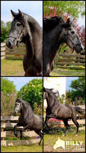 Barocke Schönheit - 1.69 m - Basis geritten - Bewegungsstark, Thomas Adams (Caballos PRE), Horses For Sale, Bell, Image 11