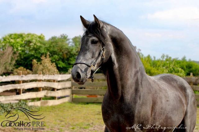 Barocke Schönheit - 1.69 m - Basis geritten - Bewegungsstark, Thomas Adams (Caballos PRE), Horses For Sale, Bell