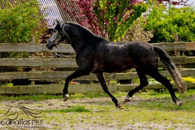 Barocke Schönheit - 1.69 m - Basis geritten - Bewegungsstark, Thomas Adams (Caballos PRE), Horses For Sale, Bell, Image 4