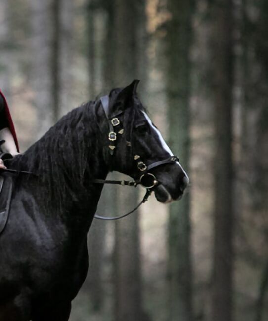 Barock Trense mit Gold Beschlägen inkl. Gebiss und Zügel, Laura, Bridles & Headstalls, Oberzent