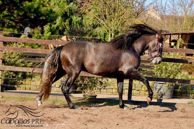 Barocker, bewegungsstarker PRE Hengst - TOP Pedigree, Thomas Adams (Caballos PRE), Horses For Sale, Bell, Image 5