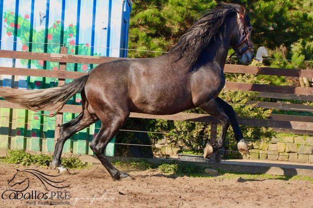Barocker, bewegungsstarker PRE Hengst - TOP Pedigree, Thomas Adams (Caballos PRE), Horses For Sale, Bell, Image 7