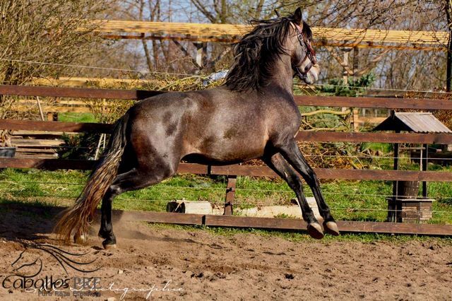 Barocker, bewegungsstarker PRE Hengst - TOP Pedigree, Thomas Adams (Caballos PRE), Horses For Sale, Bell, Image 2