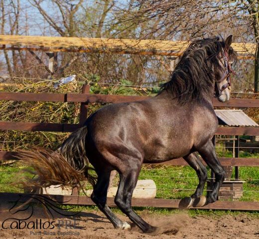 Barocker, bewegungsstarker PRE Hengst - TOP Pedigree, Thomas Adams (Caballos PRE), Horses For Sale, Bell, Image 10