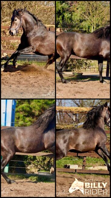 Barocker, bewegungsstarker PRE Hengst - TOP Pedigree, Thomas Adams (Caballos PRE), Horses For Sale, Bell, Image 11