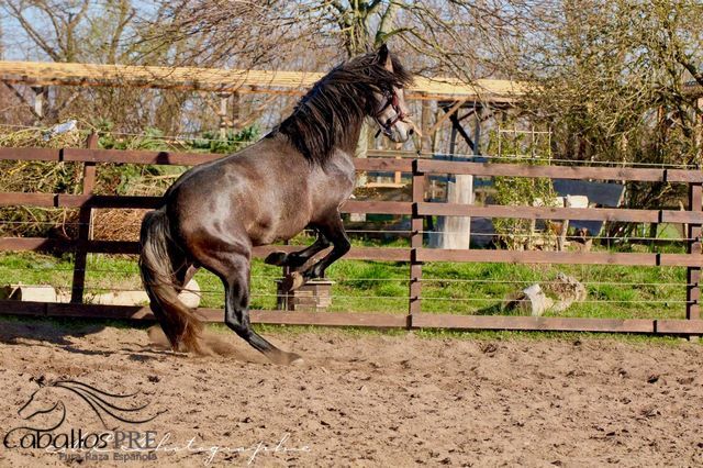 Barocker, bewegungsstarker PRE Hengst - TOP Pedigree, Thomas Adams (Caballos PRE), Horses For Sale, Bell, Image 6
