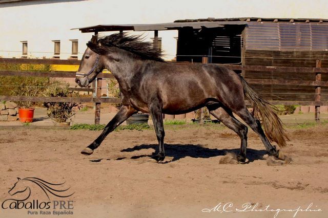 Barocker, bewegungsstarker PRE Hengst - TOP Pedigree, Thomas Adams (Caballos PRE), Horses For Sale, Bell, Image 8