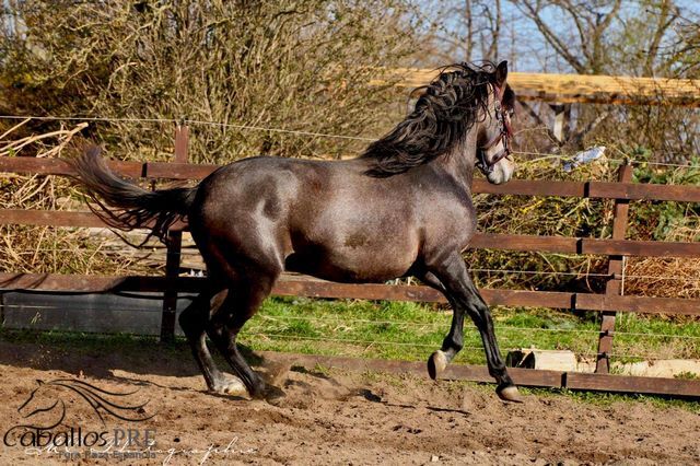 Barocker, bewegungsstarker PRE Hengst - TOP Pedigree, Thomas Adams (Caballos PRE), Horses For Sale, Bell, Image 9