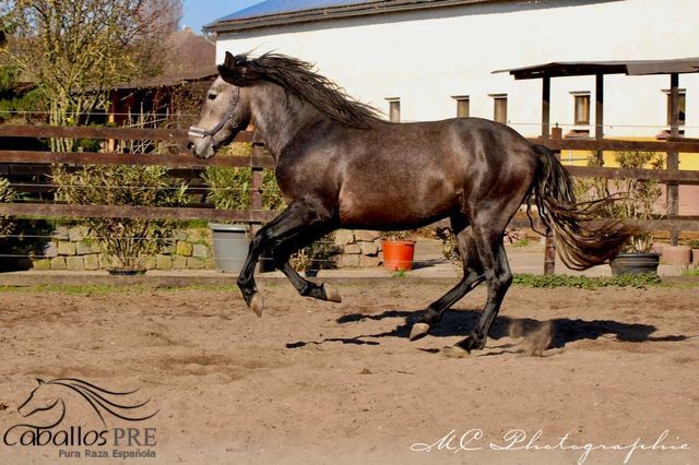 Barocker, bewegungsstarker PRE Hengst - TOP Pedigree, Thomas Adams (Caballos PRE), Horses For Sale, Bell, Image 3