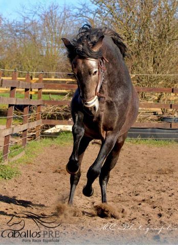 Barocker, bewegungsstarker PRE Hengst - TOP Pedigree, Thomas Adams (Caballos PRE), Horses For Sale, Bell, Image 4
