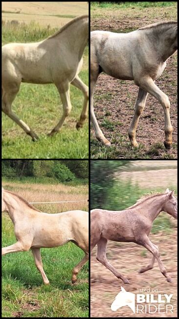 Barock Tölter, Gangpferd in Sonderfarbe  Perla Ceniza, Claudia Gross , Horses For Sale, Oberreidenbach , Image 6