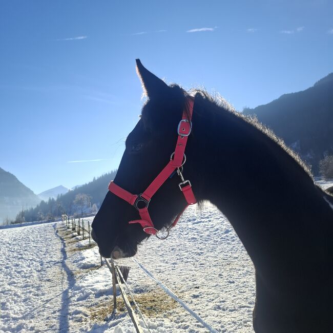 Barockpinto Jährlingsstute, Celina, Konie na sprzedaż, Dorfgastein, Image 3