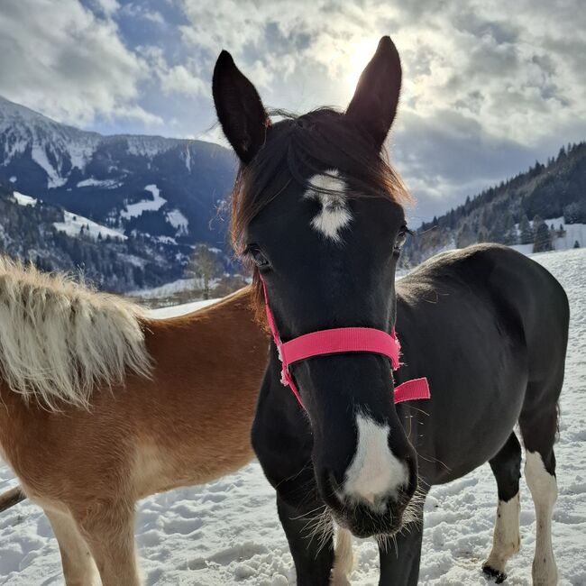 Barockpinto Jährlingsstute, Celina, Konie na sprzedaż, Dorfgastein, Image 6