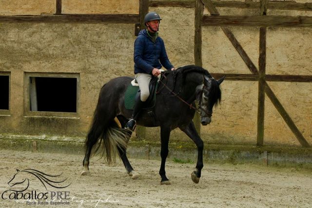 Barocke Schönheit - 1.69 m - Basis geritten - Bewegungsstark, Thomas Adams (Caballos PRE), Konie na sprzedaż, Bell, Image 5