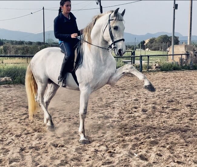 Barocker, braver PRE, Anke, Konie na sprzedaż, Palma de Mallorca 