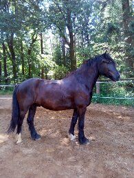 Barockpinto, Wallach, 9 Jahre, 169 cm, mit Papiere, Ute Meyer, Konie na sprzedaż, Winkelhaid, Image 8