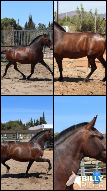 Barocke bildschöne PRE Stute derzeit tragend, ISPA - Iberische Sportpferde Agentur (ISPA - Iberische Sportpferde Agentur), Horses For Sale, Bedburg, Image 6