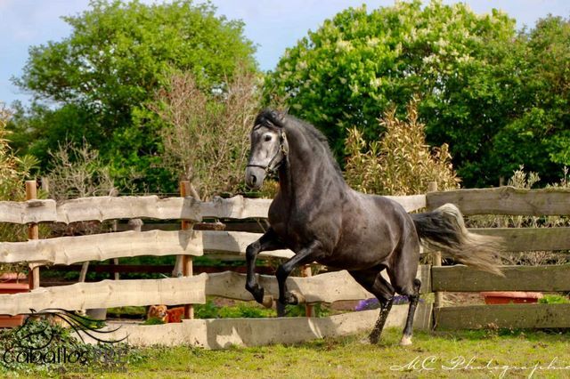 Barocke Schönheit - 1.69 m - Basis geritten - Bewegungsstark, Thomas Adams (Caballos PRE), Horses For Sale, Bell, Image 7