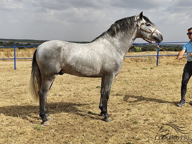 Barocker Cartujano Hengst - ca 1.58 m - 3 jährig, Thomas Adams (Caballos PRE), Horses For Sale, Bell, Image 3
