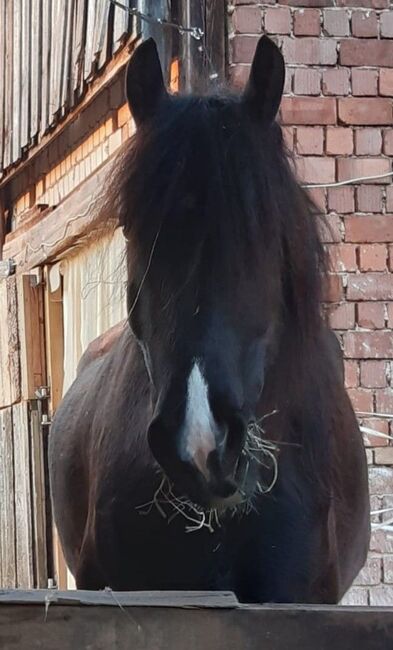 Barockpinto, Wallach, 9 Jahre, 169 cm, mit Papiere, Ute Meyer, Horses For Sale, Winkelhaid, Image 6