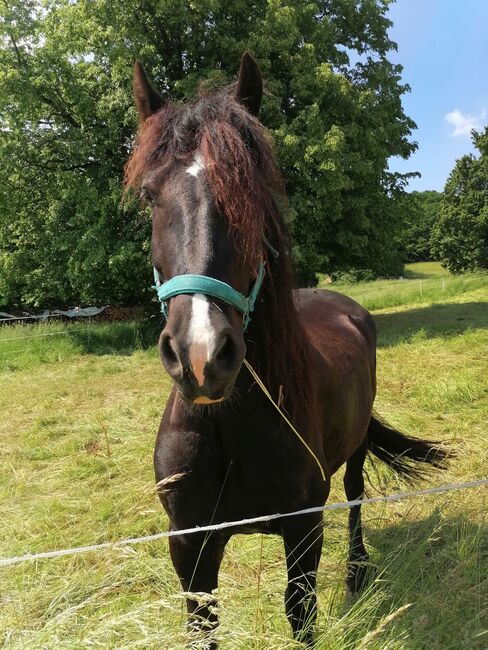 Barockpinto, Wallach, 9 Jahre, 169 cm, mit Papiere, Ute Meyer, Horses For Sale, Winkelhaid, Image 7