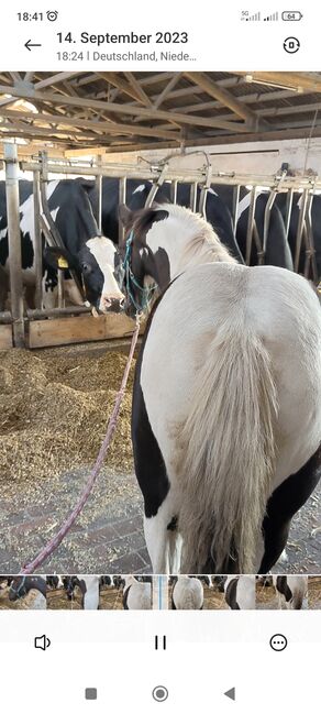 Barock Pinto Hengst Fohlen, Nicole , Horses For Sale, Friesoythe , Image 10